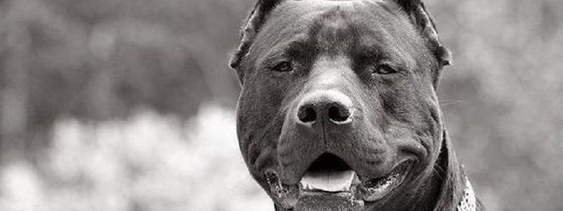 Что делать, если на вас напал агрессивный бойцовский пес: советы кинолога и юриста