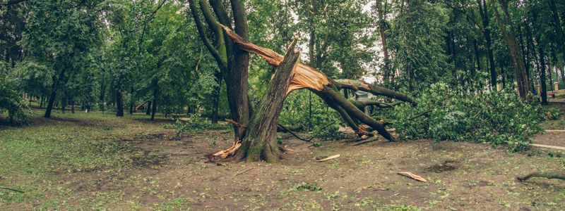 Как выглядит Мариинский парк в Киеве после урагана