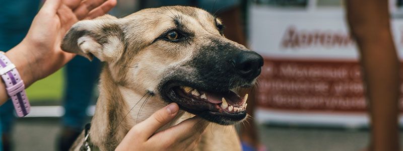 В Киеве на Контрактовой площади игривая "метиска" ищет любовь