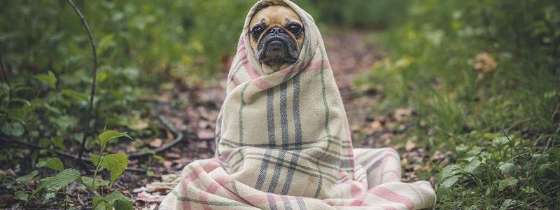 У Києві хочуть створити сучасний майданчик для вигулу тварин