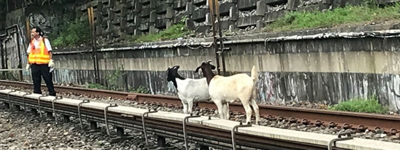 Новый сервис от Tinder, крушение истребителя в Швеции и козы в метро США: ТОП новостей дня