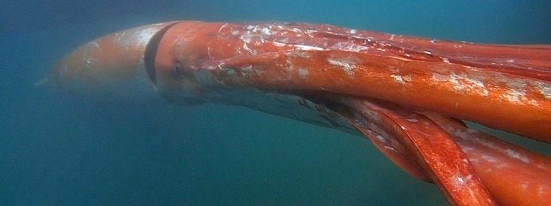 Огромный кальмар в Новой Зеландии, смерть туристов в Болгарии и сбитая 9-летняя девочка в Кривом Роге: ТОП новостей дня