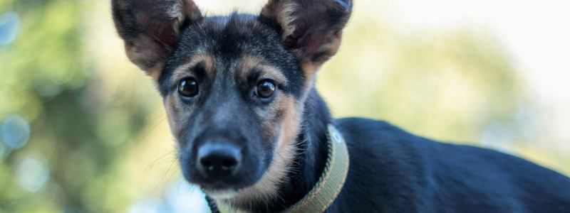 Подарите любовь: какие животные ищут дом в Киеве