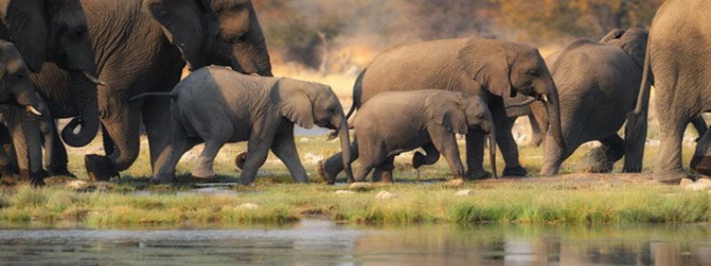 400 сбежавших заключенных, массовое убийство слонов и спасение от "Синего кита": ТОП новостей дня