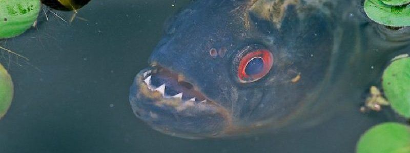 В Україні багато видів рослин і тварин знаходяться на межі вимирання