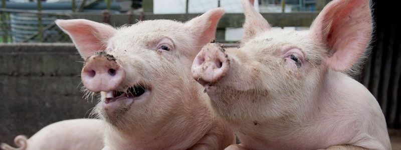 Чума в Украине, кровавые протесты в Ираке и смертельное землетрясение в Японии: ТОП новостей дня