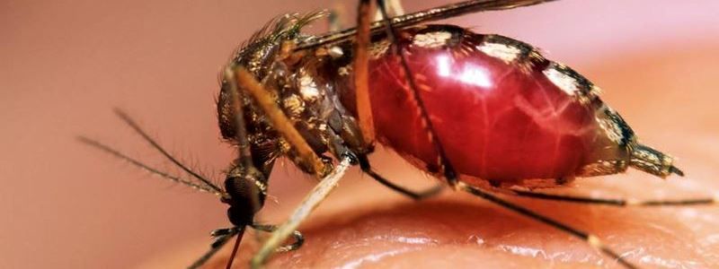 В Україні зафіксували випадок лихоманки Західного Нилу: симптоматика та чим загрожує хвороба