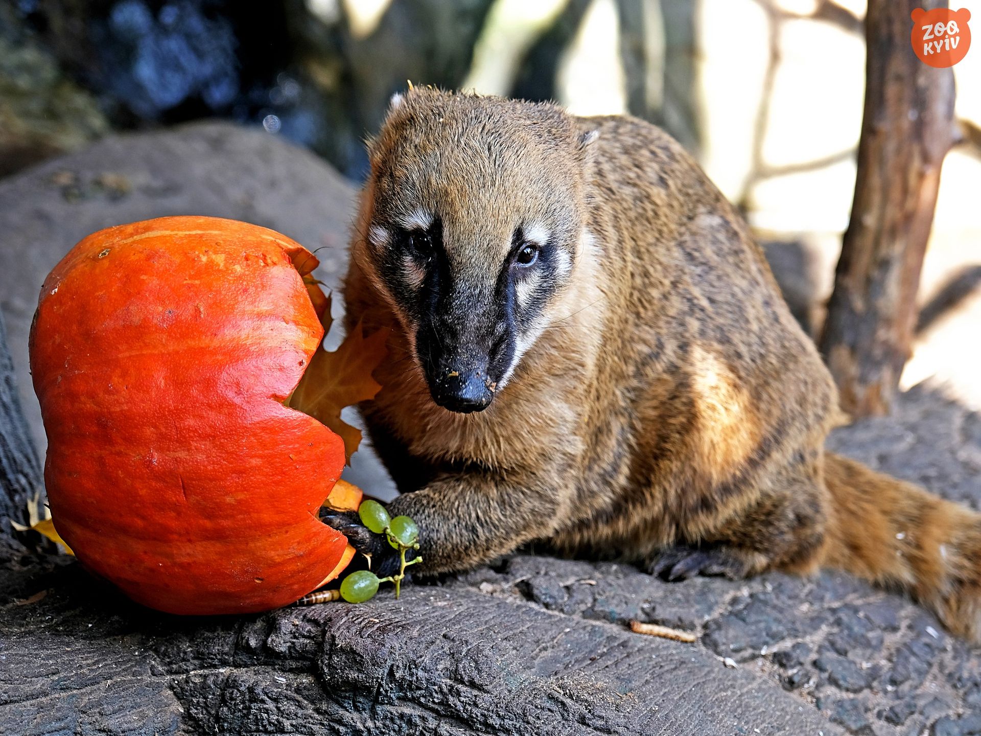 Як носухи, єноти та фретки їдять гарбузи: коли у Київському зоопарку влаштовують показові годування 3
