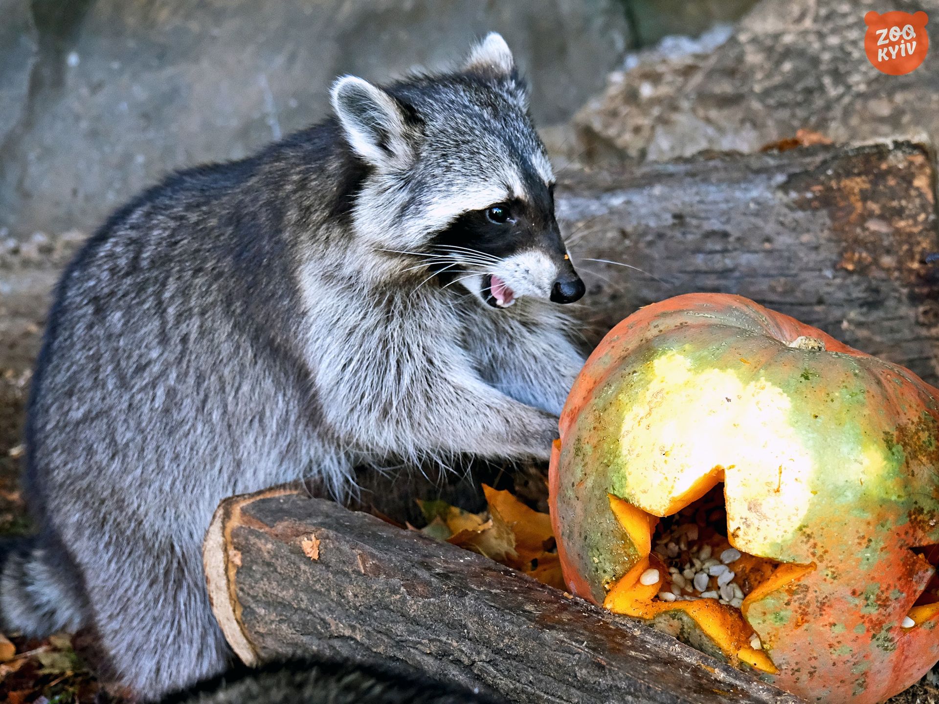 Як носухи, єноти та фретки їдять гарбузи: коли у Київському зоопарку влаштовують показові годування 2