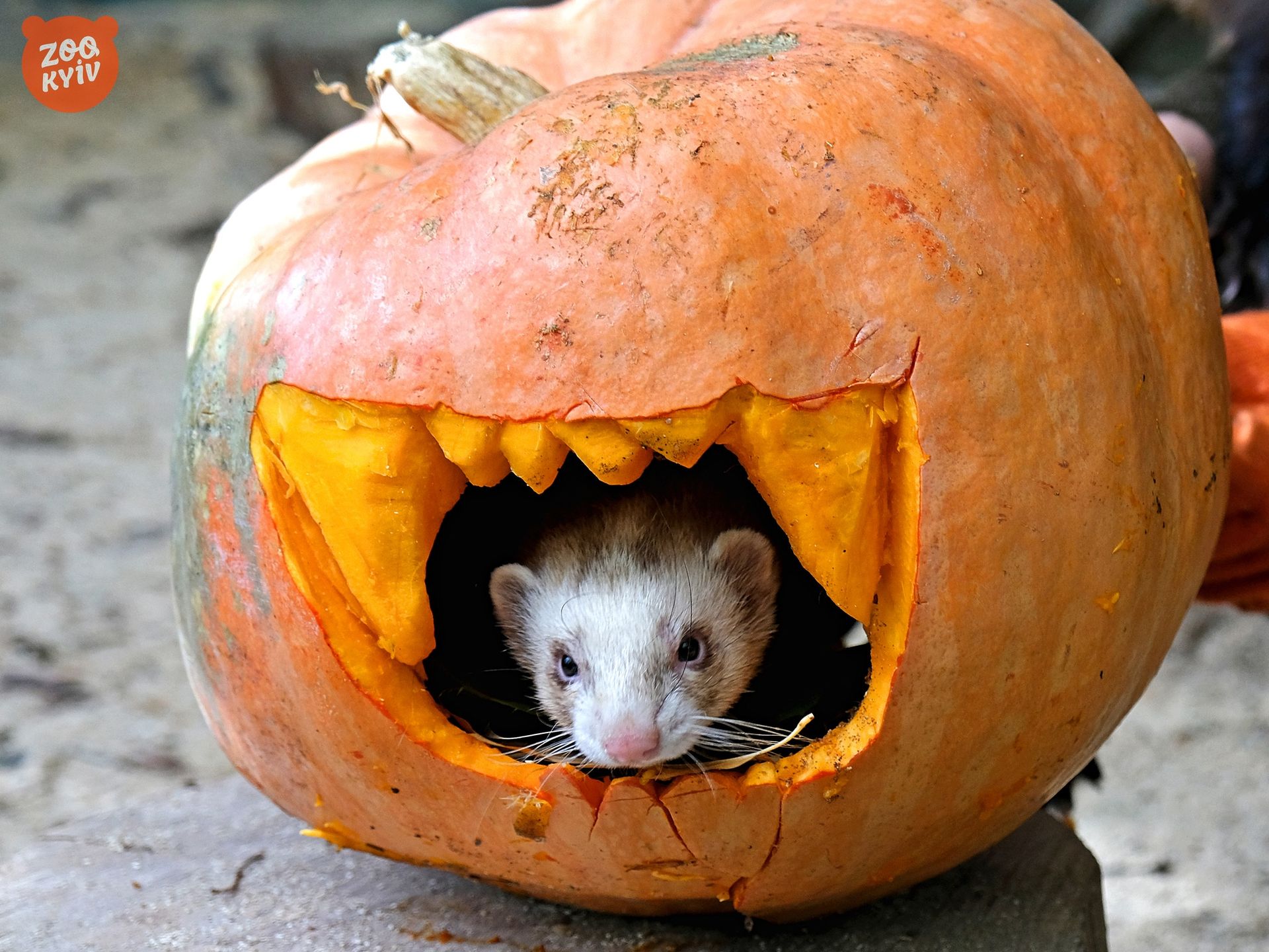 Як носухи, єноти та фретки їдять гарбузи: коли у Київському зоопарку влаштовують показові годування 1