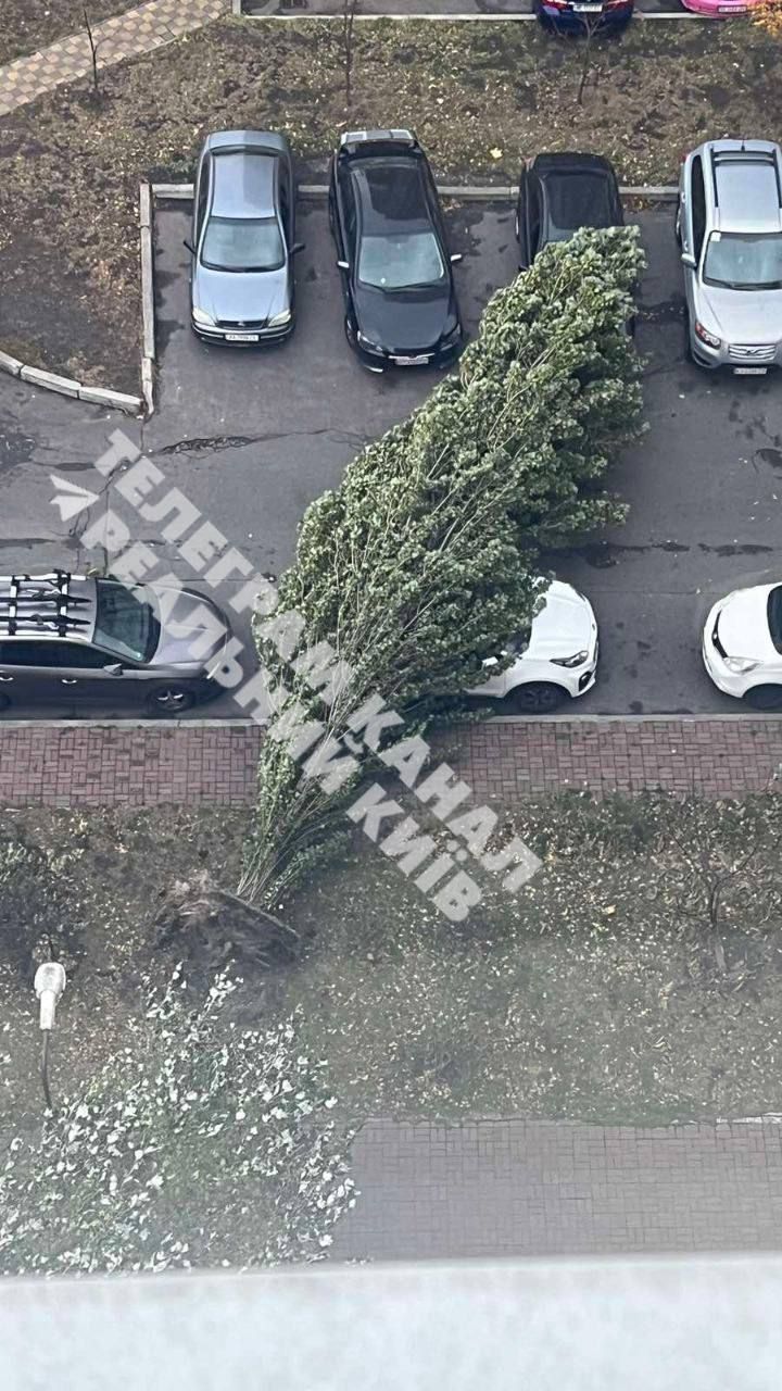 Дерево впало на автомобілі на стоянці