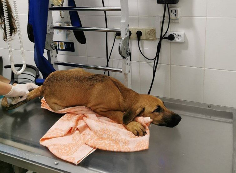 В момент трагедії на вулиці було чимало людей, але цуценя до волонтерів ніхто не повіз