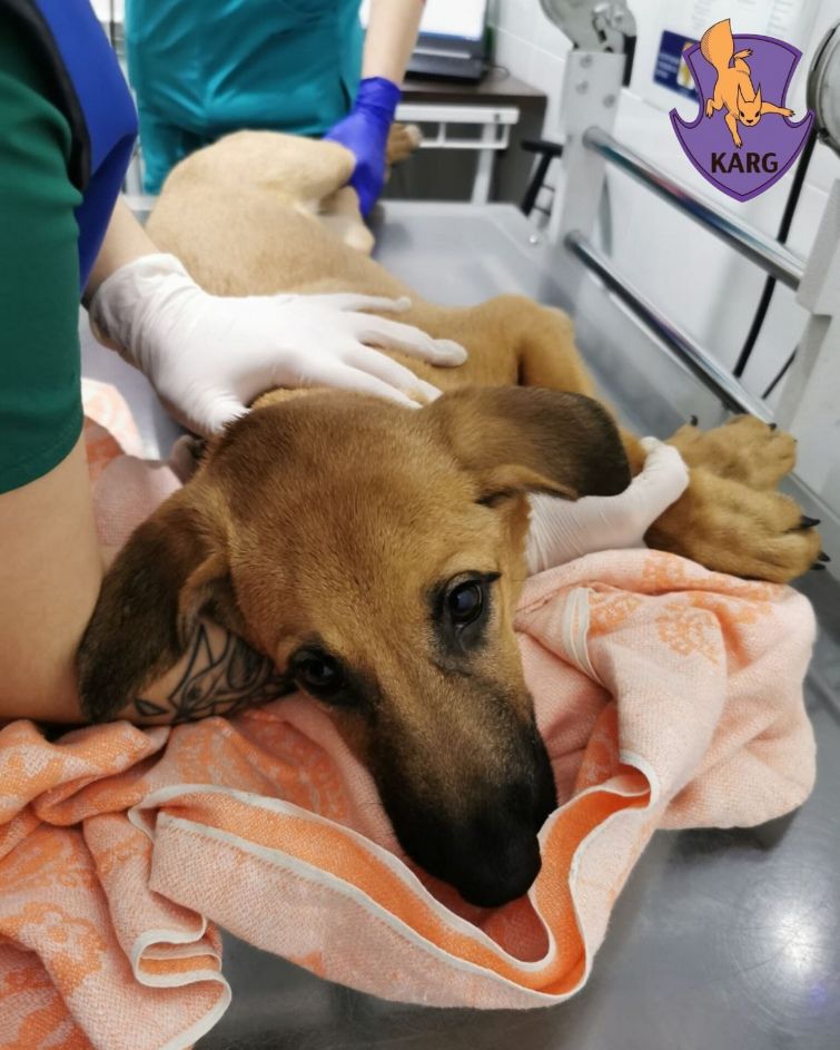 Ветеринари сподіваются, що травми песика не надто серйозні