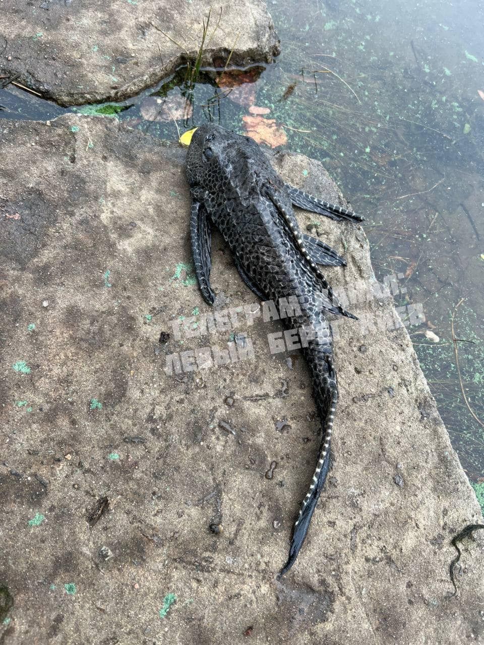 В зоомагазинах за малька птеригопліхта правлять від 300 до 800 гривень