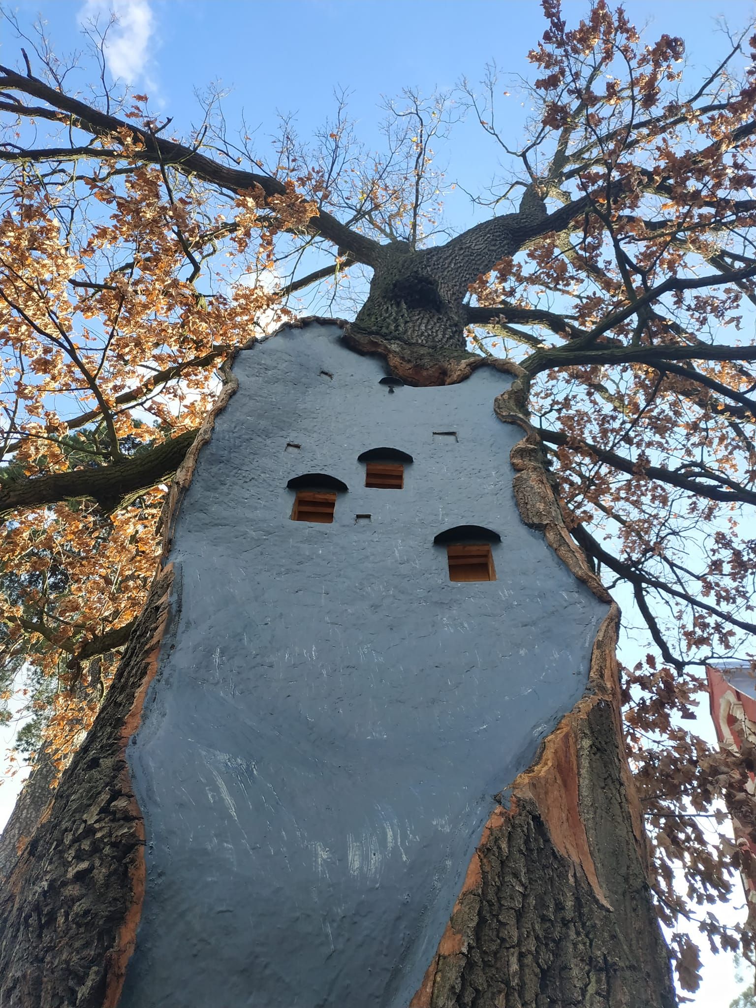 До повного "видужання" дубу пройде ще 50-60 років