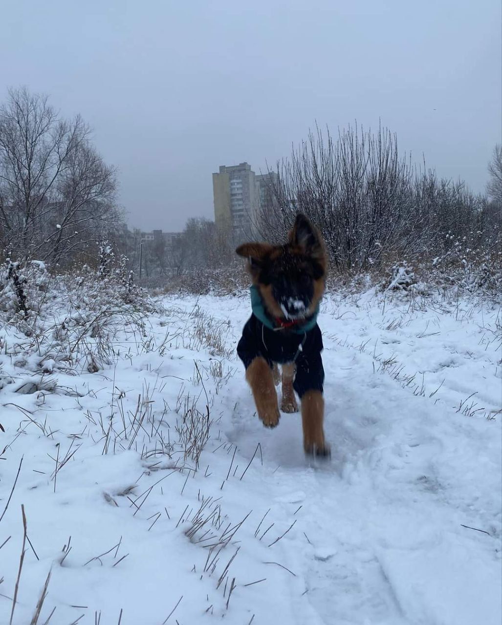 Перший сніг у столиці. Фото з мережі