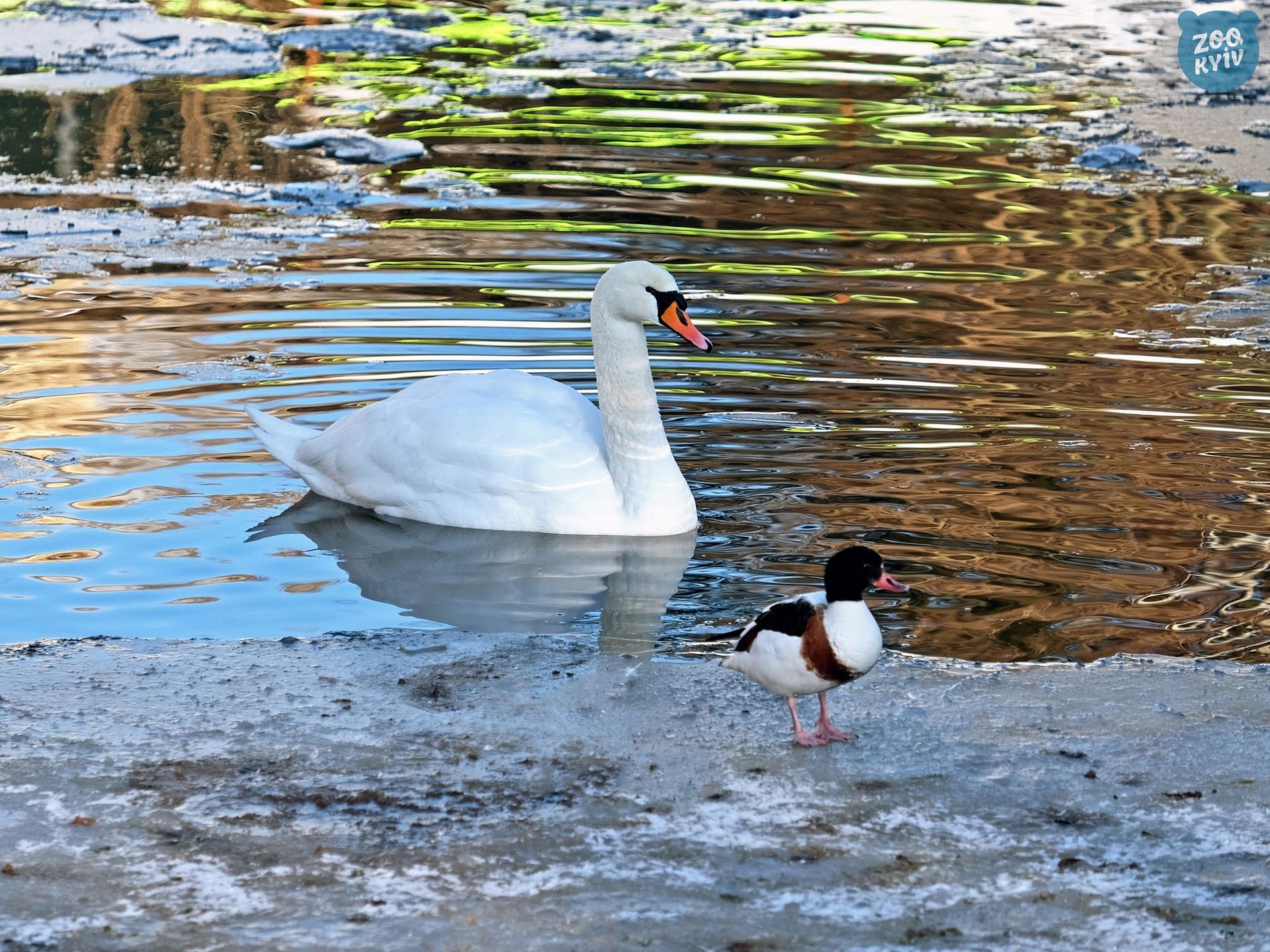 Фото: Київський зоопарк
