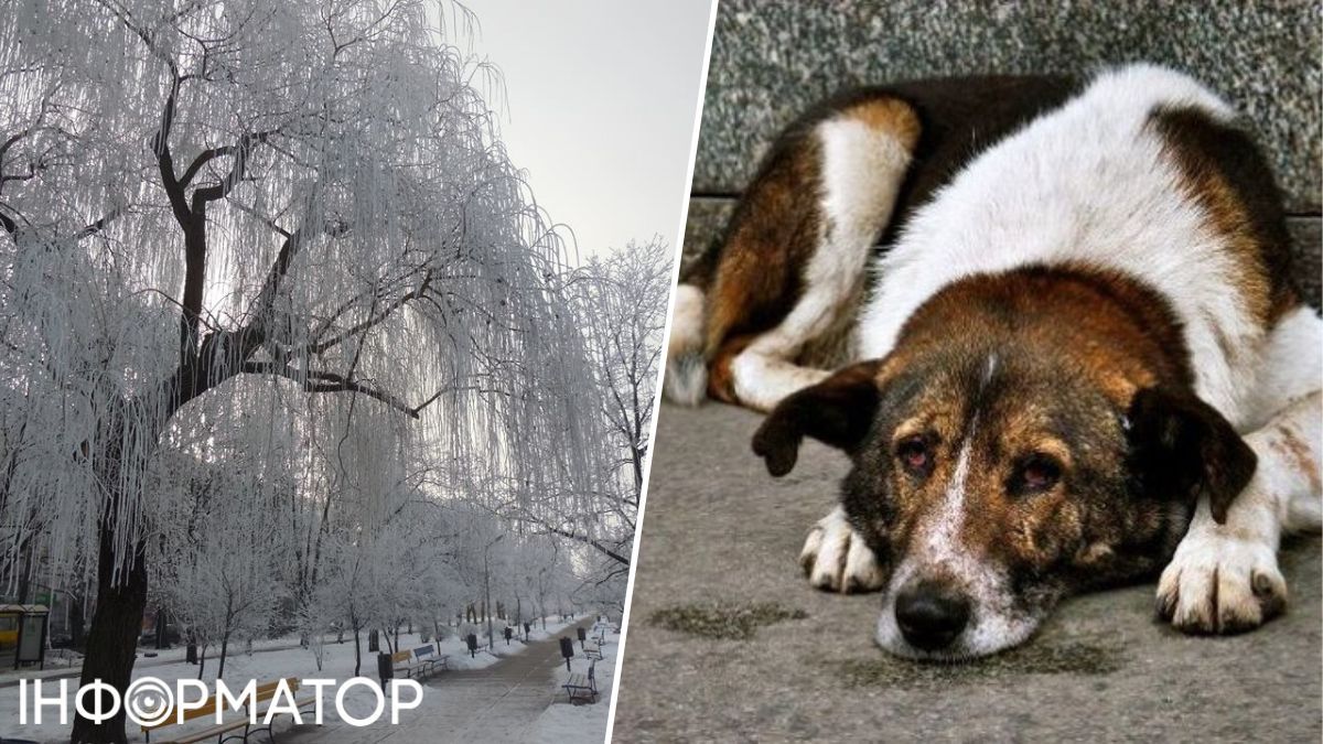 Гідропарк Києва, дворові собаки