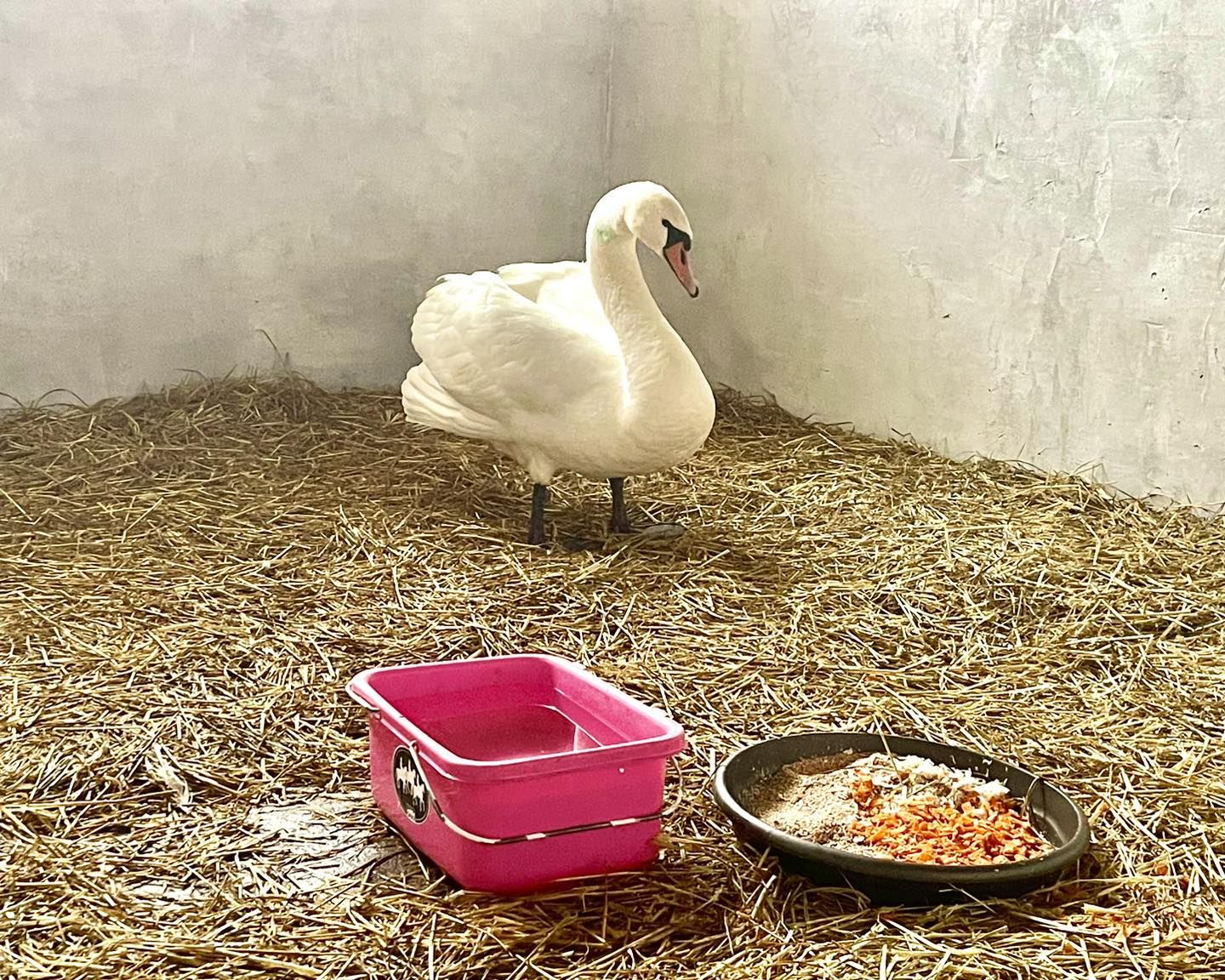 Фото: Центр спасения диких животных