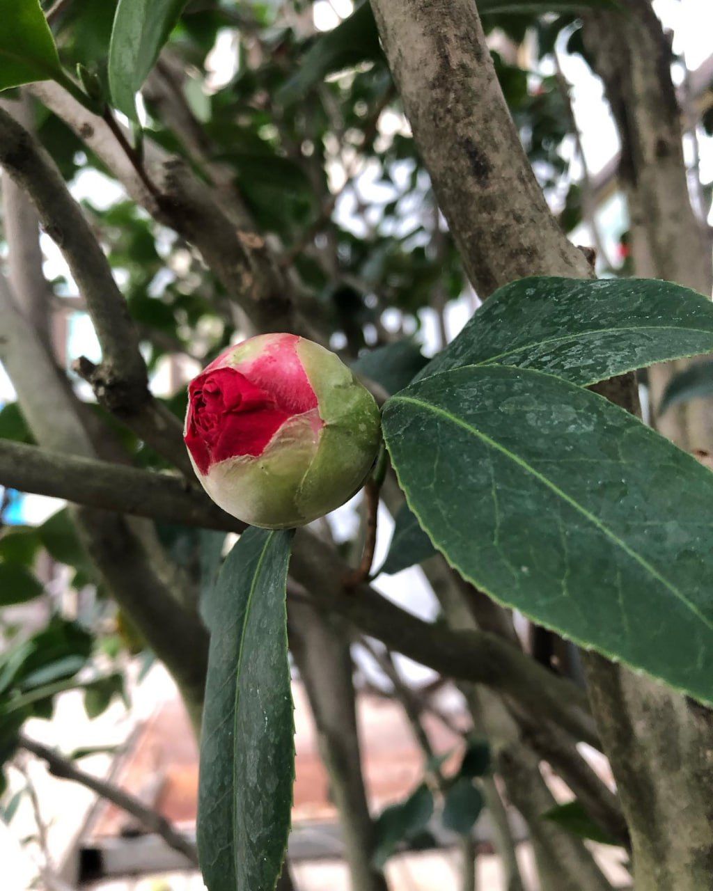 Камелії у ботсаду Камелії у ботсаду