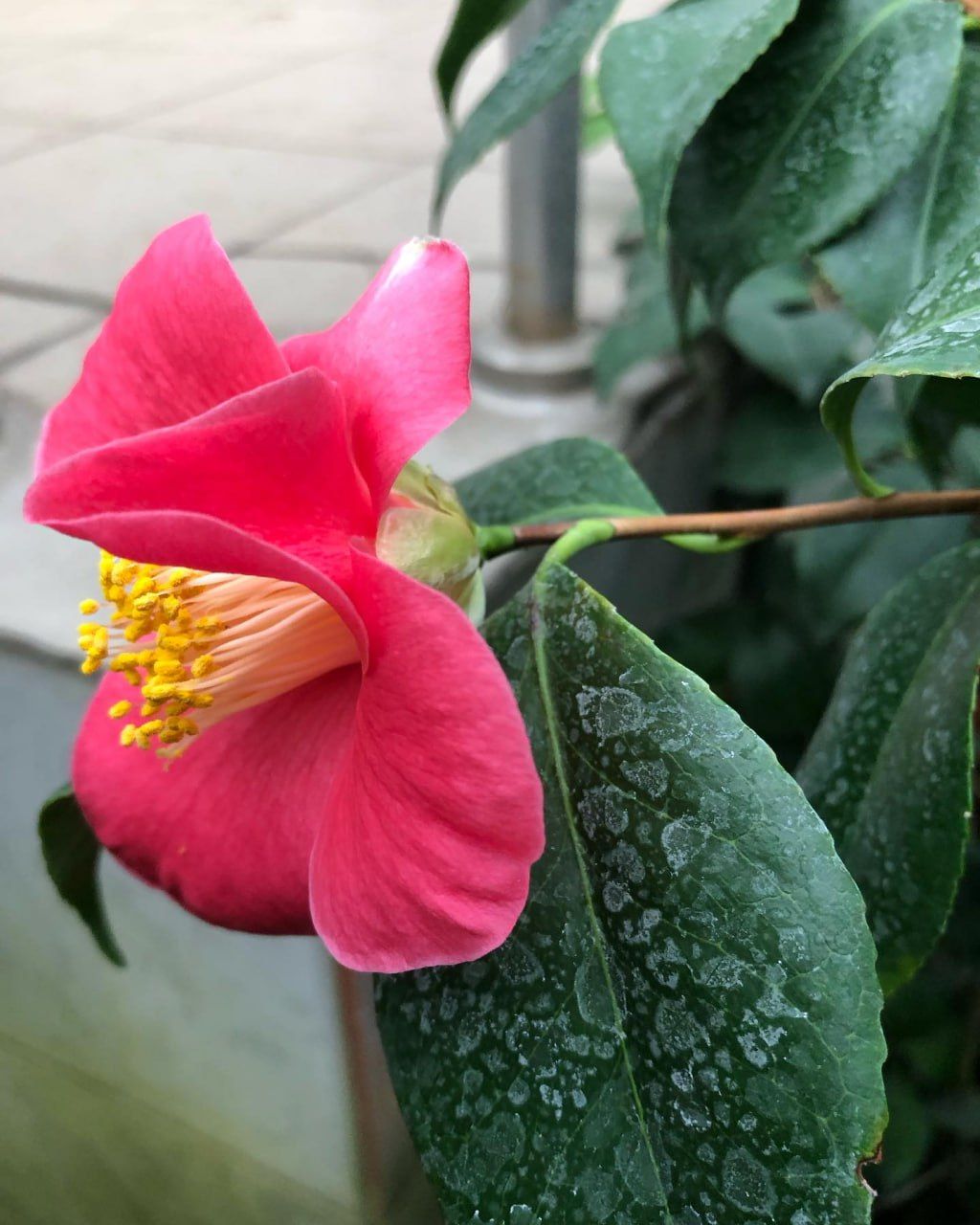 Камелії у ботсаду Камелії у ботсаду