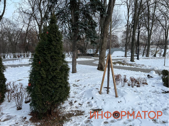 Все 30 мелкопильчатых вишен "Роял Бургунди", высажены осенью, на месте