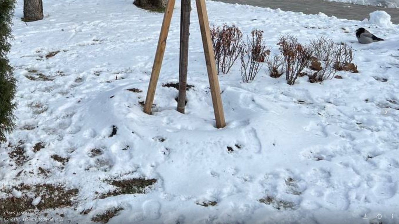 Сотрудники КП УЗН воспринимают проблему философски: даст бог, деревца выживут