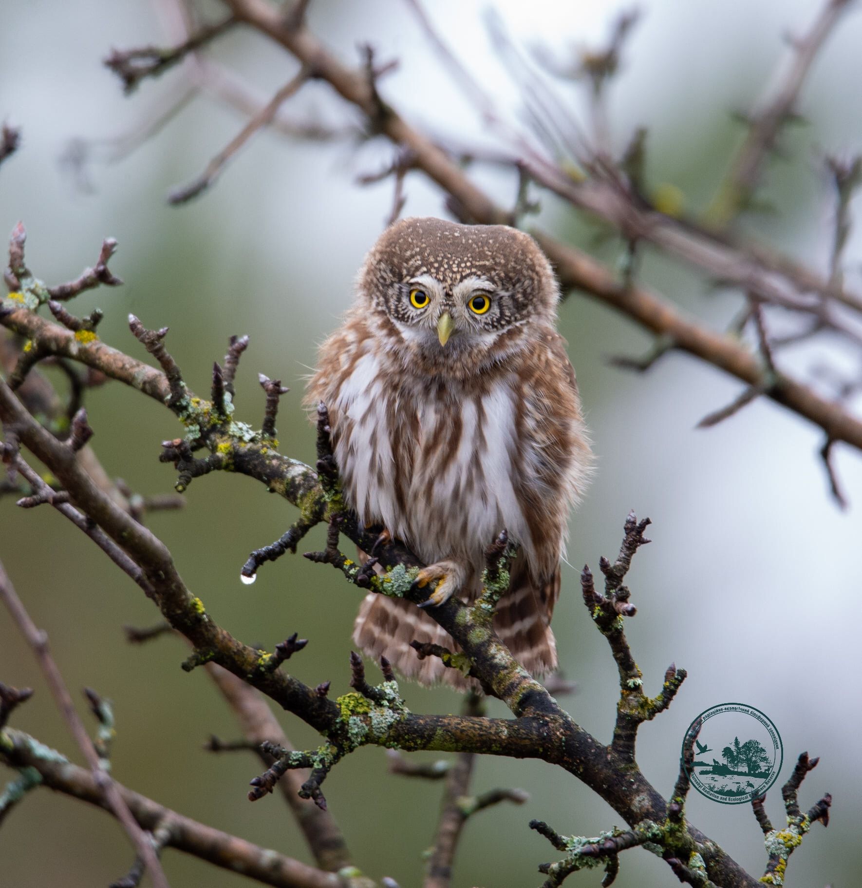 Фото: Чорнобильський Радіаційно-екологічний Біосферний Заповідник 