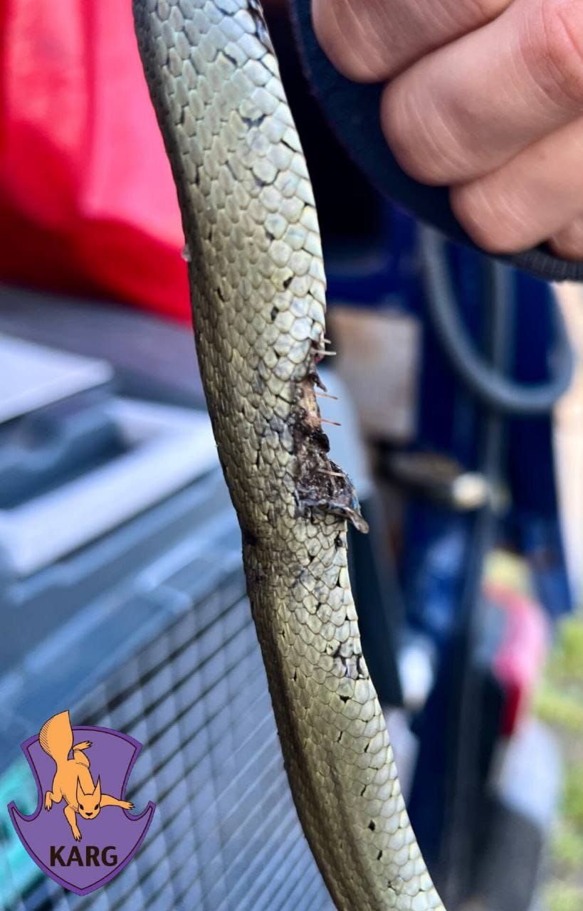 Фото: Kyiv Animal Rescue Group.