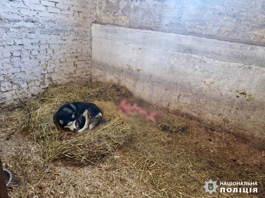Собаки мерзнут и едят трупы: в приюте Киевской области жестоко издевались над животными – фото, видео 3