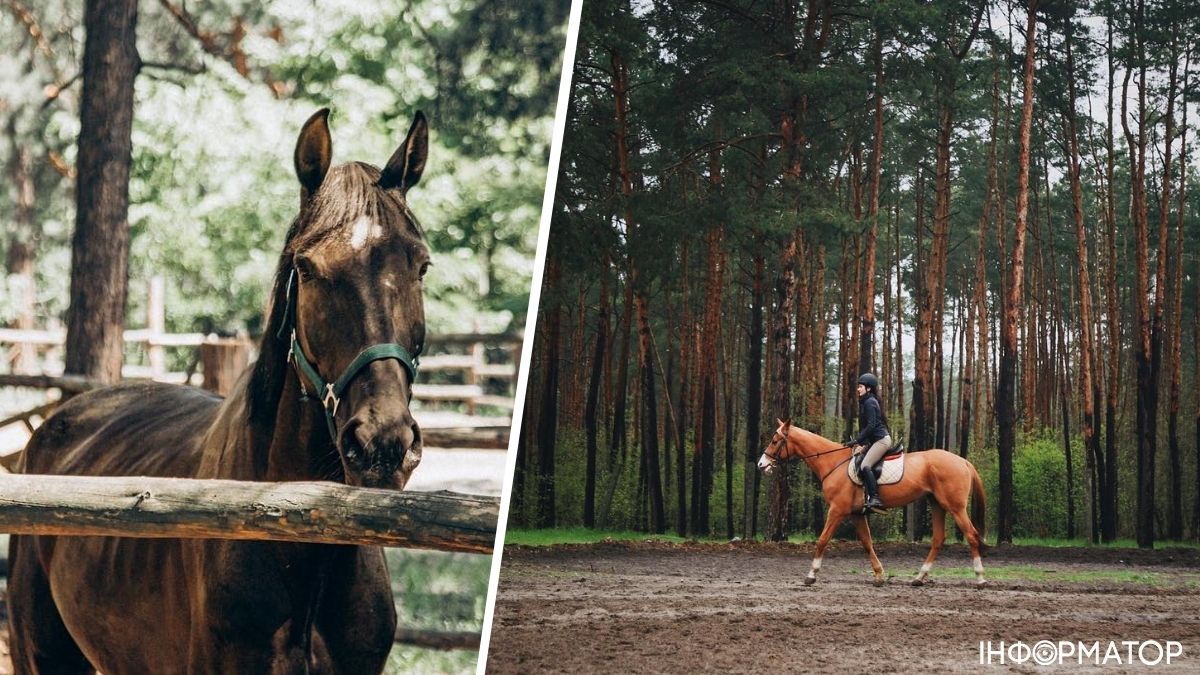 Кияни та гості столиці можуть повчитися верховій їзді