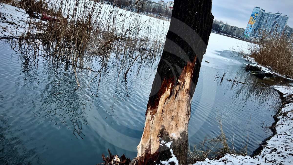 Бобер погрыз дерево прямо на берегу озера Лебедино в двух шагах от ст.м. "Харьковская"