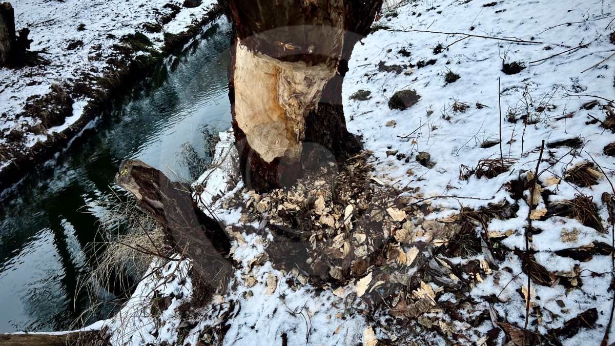 Местные говорят: каждый год у водоема становится все меньше деревьев