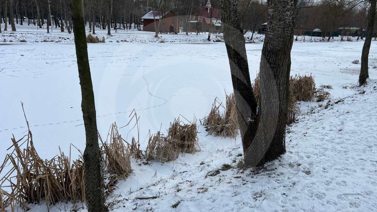 У озера "Победа" коммунальщики из КП "УЗН" предотвращают вредителей, оборачивая деревья металлической сеткой