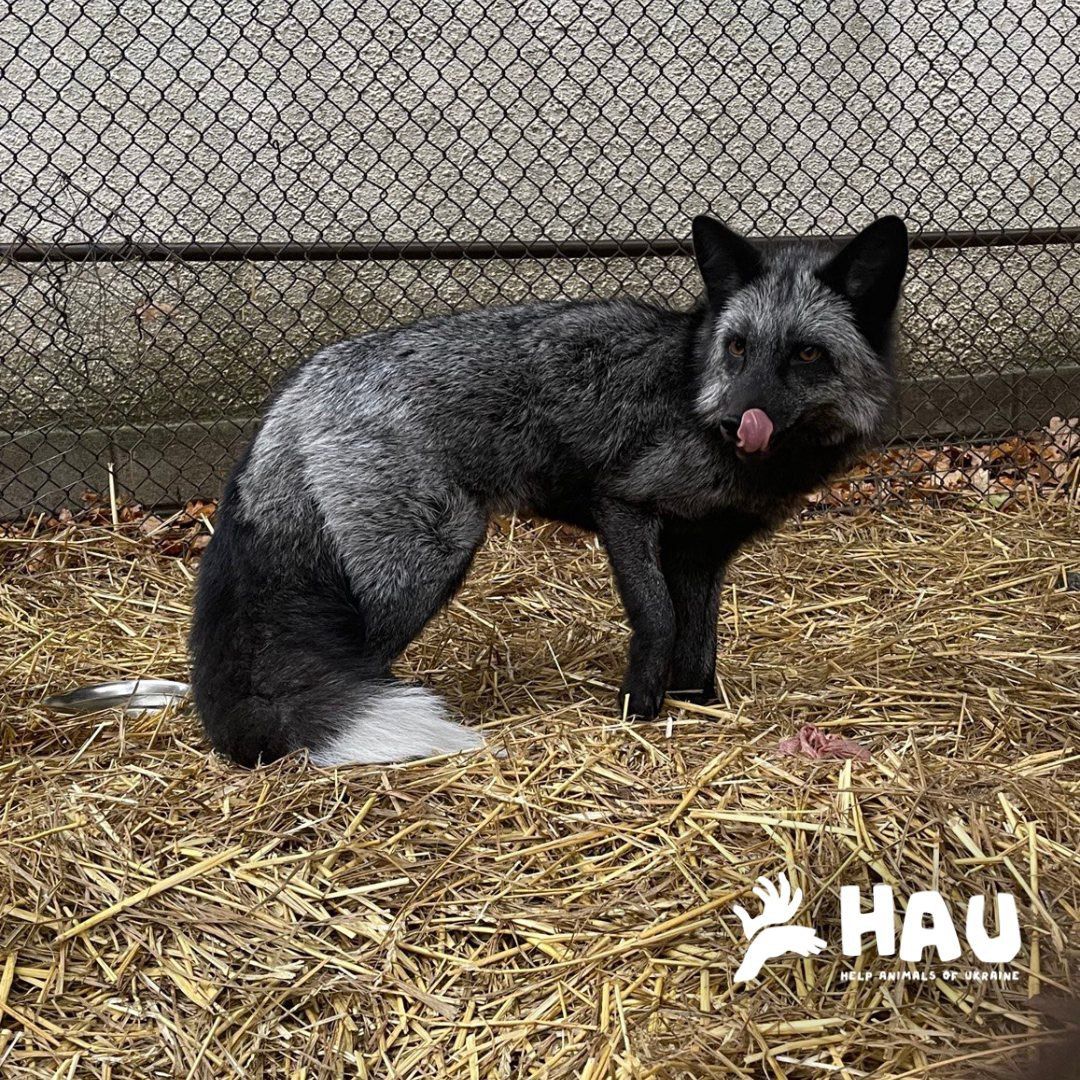 Фото: HAU - Центр порятунку диких тварин