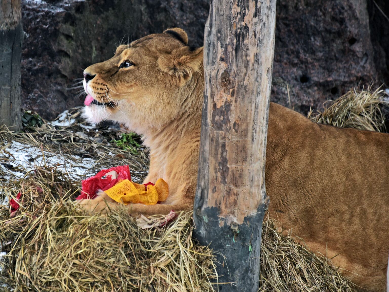 Фото: КиївЗоо 