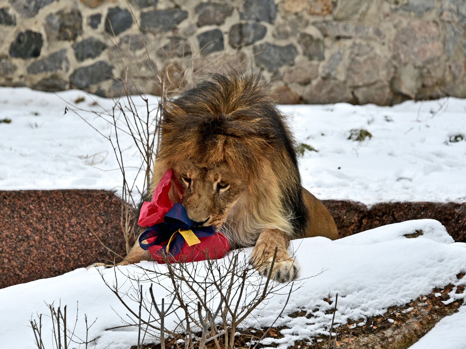 Фото: КиївЗоо 