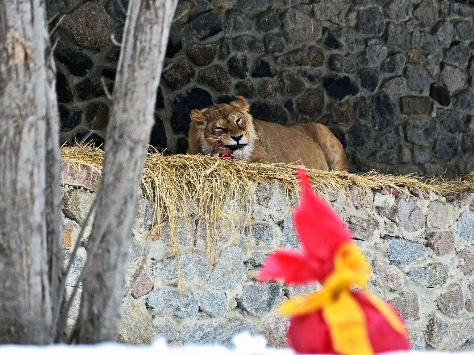 Фото: КиївЗоо 