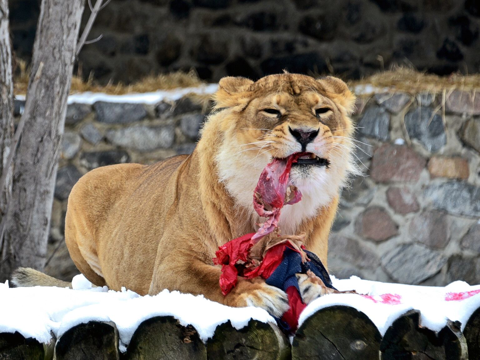 Фото: КиївЗоо 