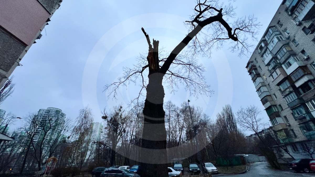 Так виглядає знаменитий дуб сьогодні. Фото Інформатор