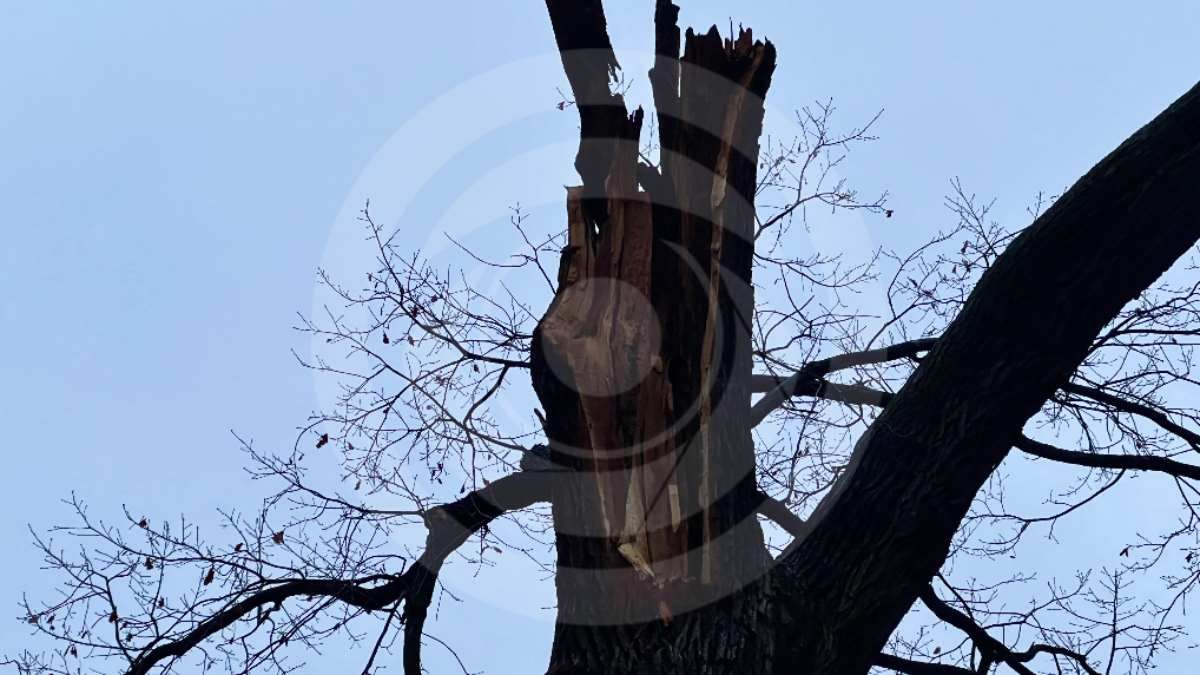 Місце, де було зламано дерево, досі ніяк не захищене. Фото Інформатор