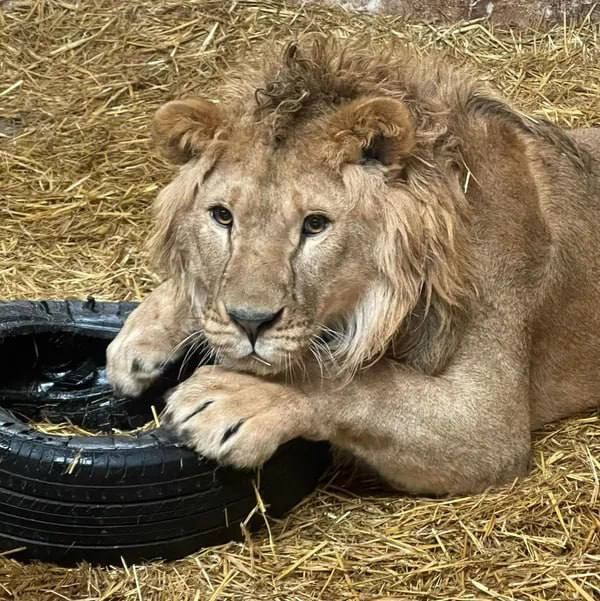 Лев Атас Лев Атас