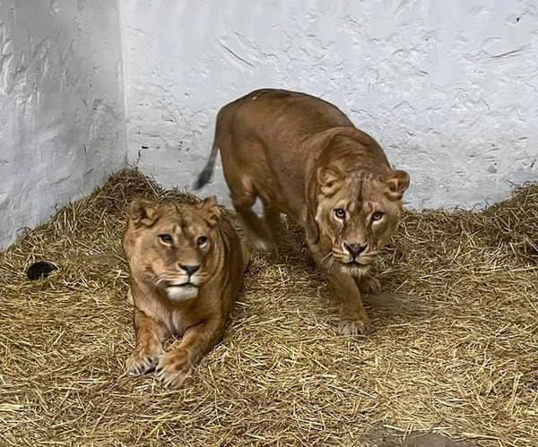 Левиці Квін і Луладжу Левиці Квін і Луладжу
