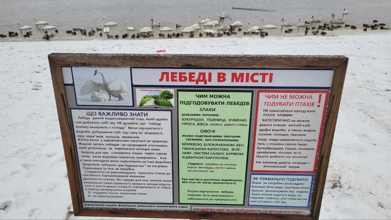 Білокрилі зимують у Києві: на Оболоні помітили ватагу лебедів – фото та відео 6