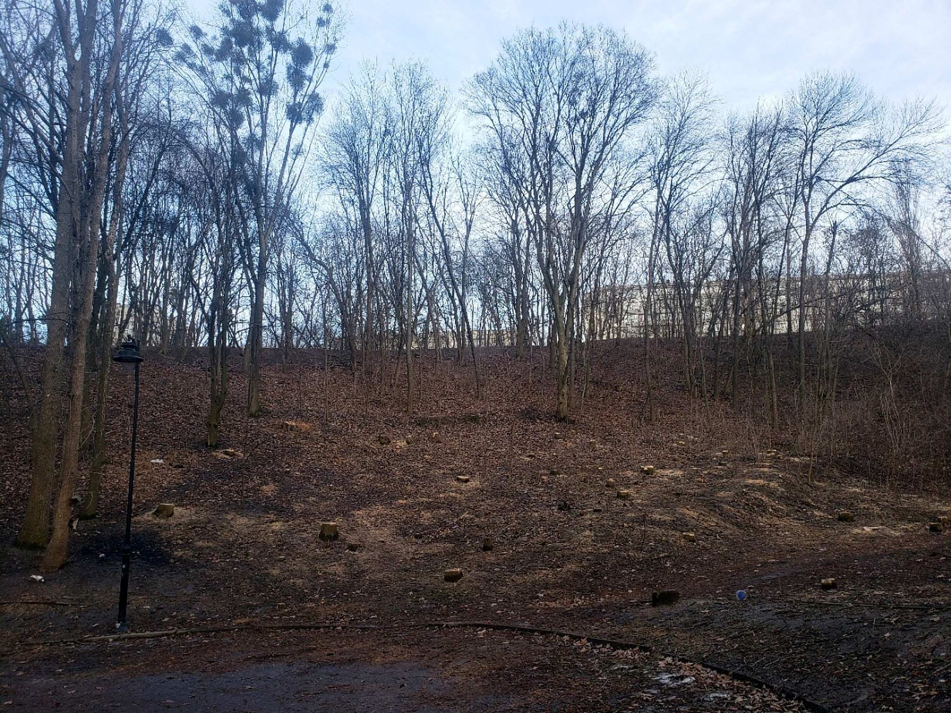 Вместо парка теперь - самые пеньки. Фото пользователя Робин Бобин