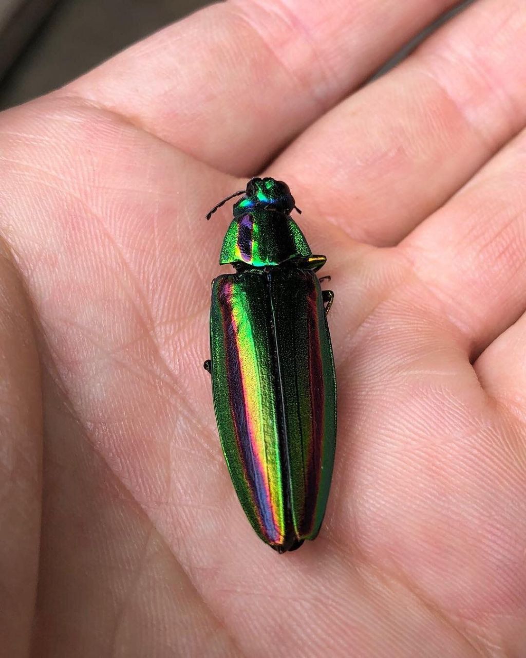 Так смотрится взрослый жук-вредитель