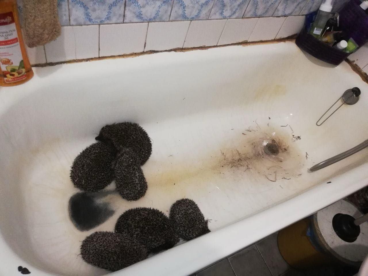 Часть популяции ежей, спасенной после сноса МАФов на Оболони. Фото: Кирилл Талер