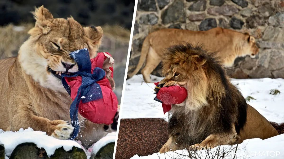 Фото: КиївЗоо