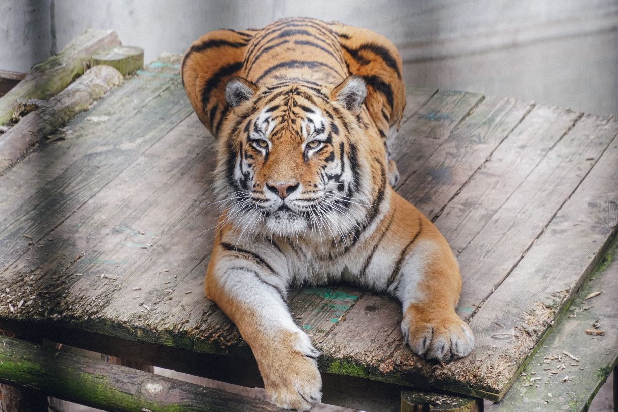 Фото: Твій Київ