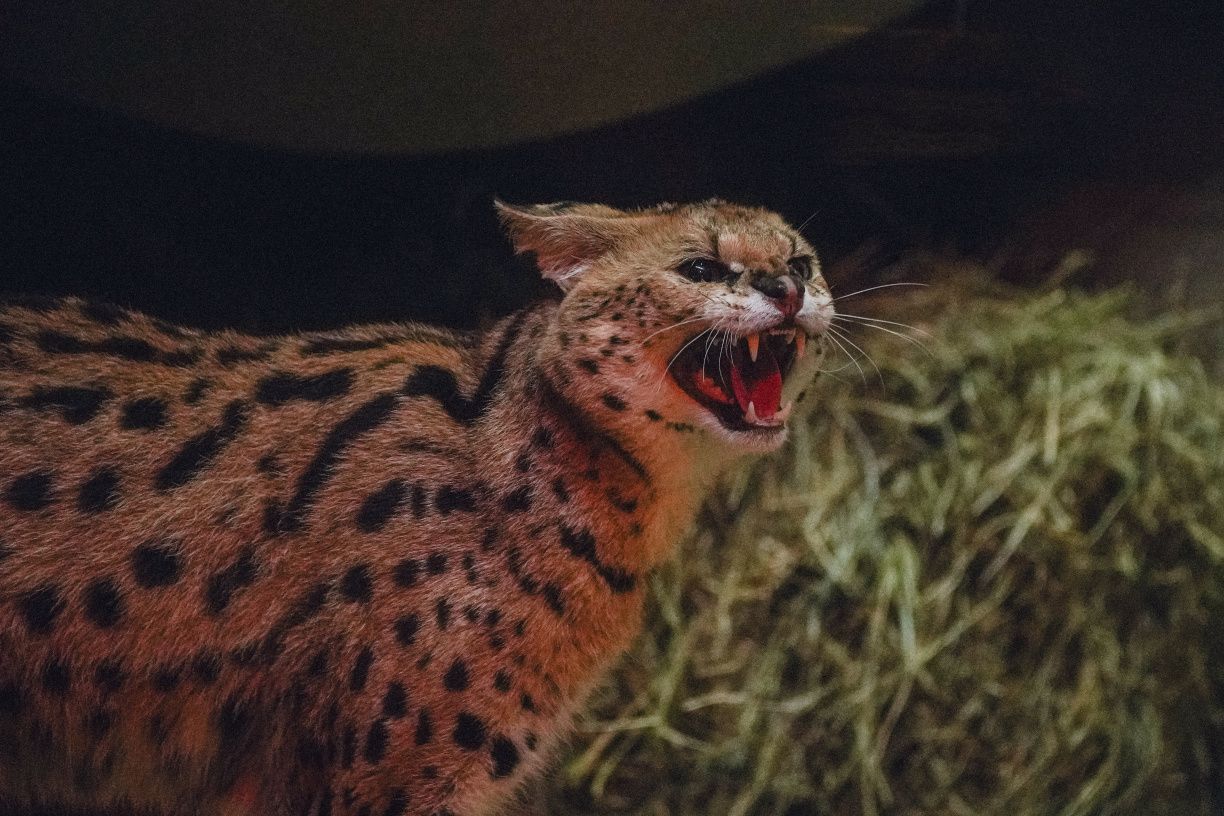 Фото: Твій Київ